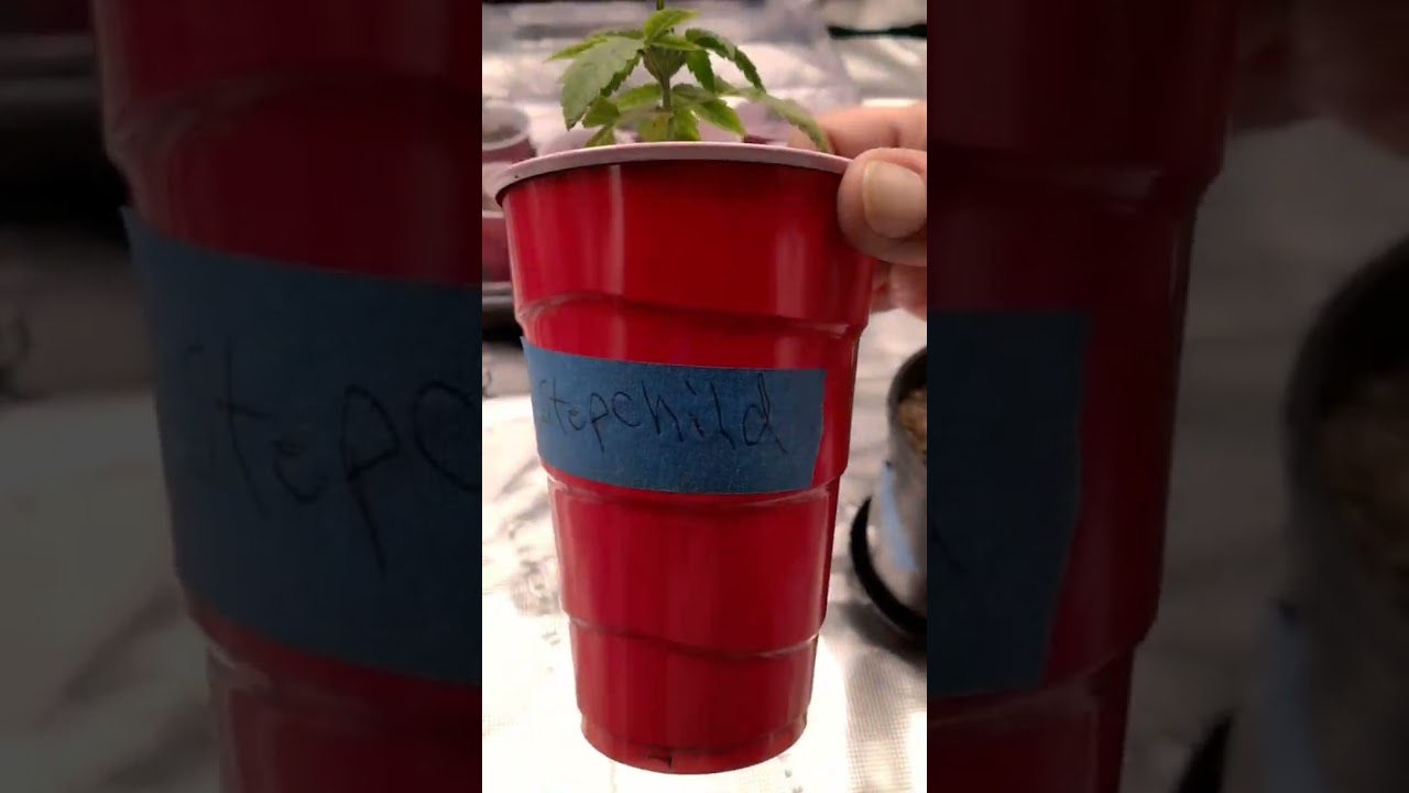 My first 4x4 grow!