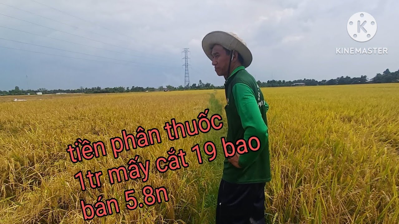 Anh chắt thu hoach miến đài thơm8 năng suất 19 bao 101 ngày 