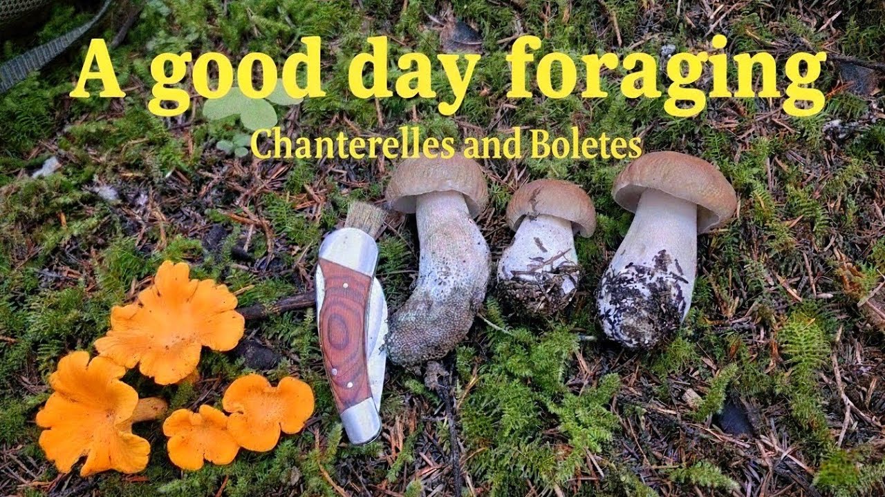 Foraging for Chanterelles and Boletes
