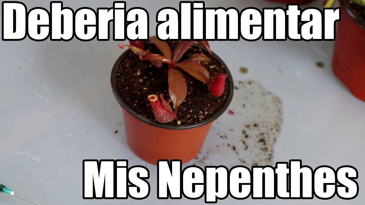 Debería alimentar mis nepenthes || Plantas Carnívoras || México Verde