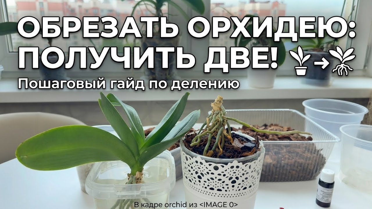 Длинный ствол орхидеи: как разделить и получить ДВЕ орхидеи