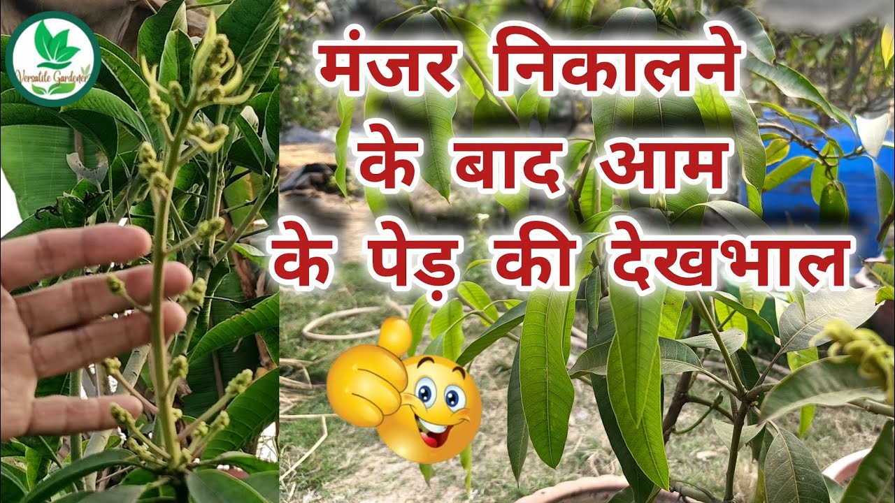 🥭आम के पेड़ पर बौर आते समय कौन सा स्प्रे करें? Mango Tree Care During Flowering