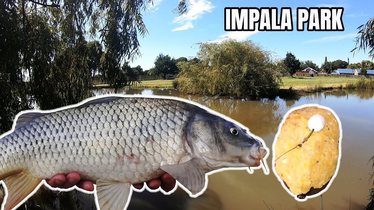 Mieliebom met "Method Feeder" - Impala Park - Boksburg