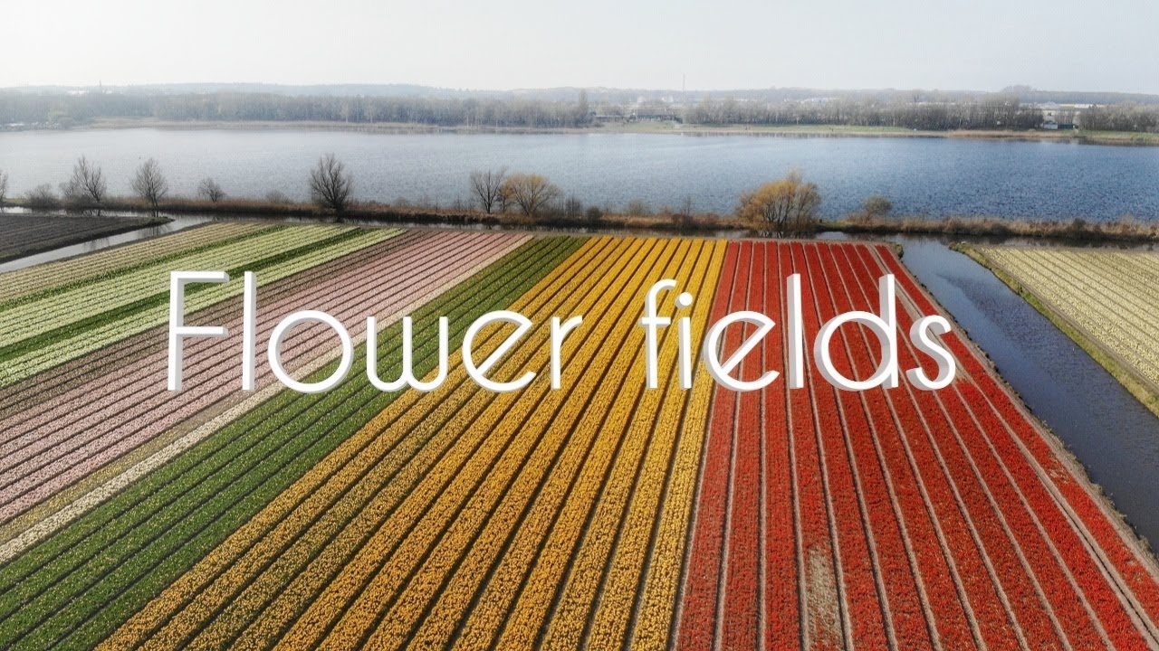 Dutch Flower Fields | Drone 4K