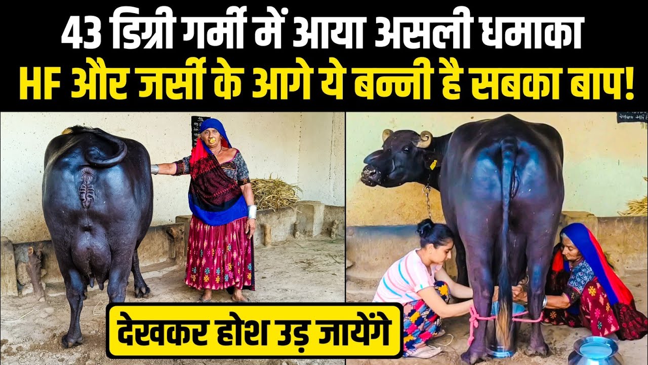 🔴Live Milking: धूम मचाने आ गई है Bunni buffalo,उड़ा दिए सभी रिकॉर्ड: high milk line banni buffalo.