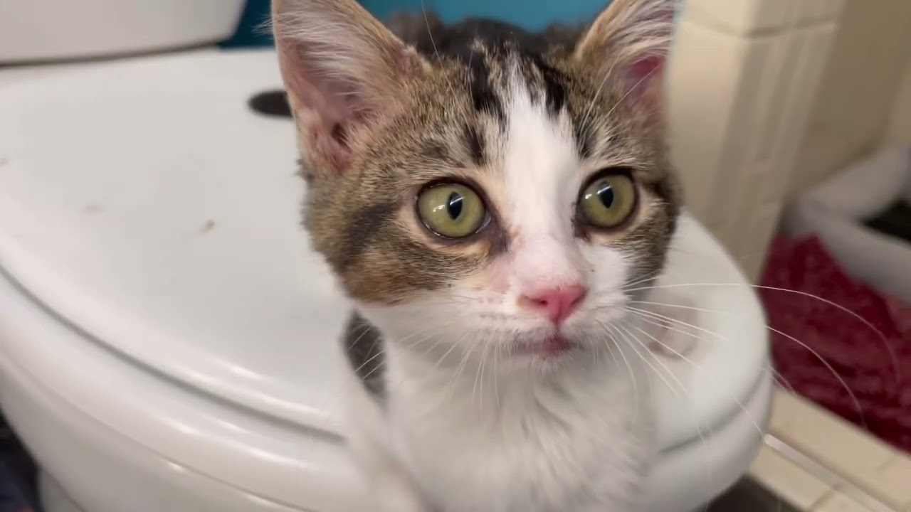Ringworm Kittens Want To Play