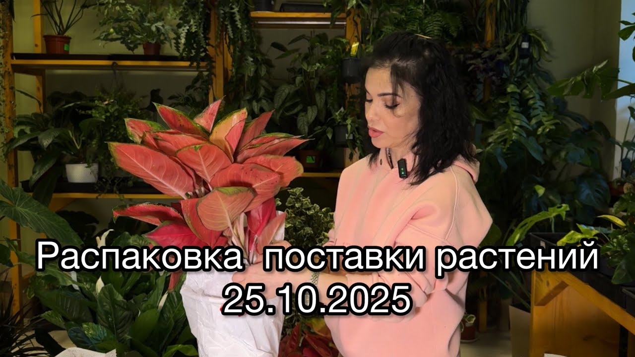 ОБЗОР поставки растений , распаковка растений из Голландии🌱