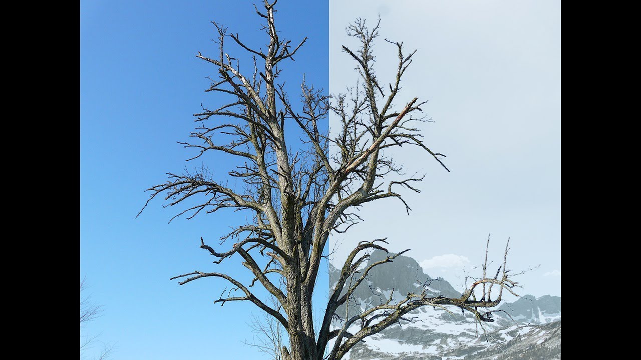 Remove Fringes Around Trees During Sky Swap! - Photoshop Tutorial
