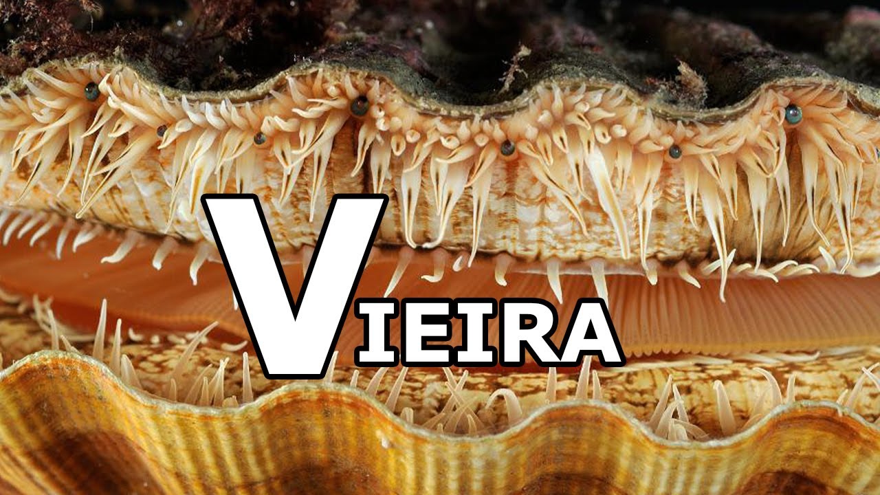Tiene 200 ojos y sabe nadar | Biología de la A a la Z: Vieira