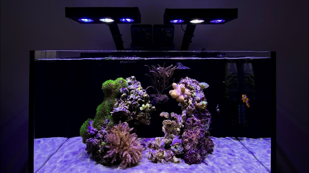 The Reveal of my New 20G Innovative Marine Reef Tank!