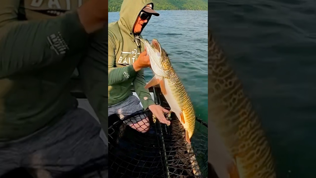 I HOOKED a MONSTER TIGER MUSKY!!! 😱😱😱 #fishing #shorts #outdoors