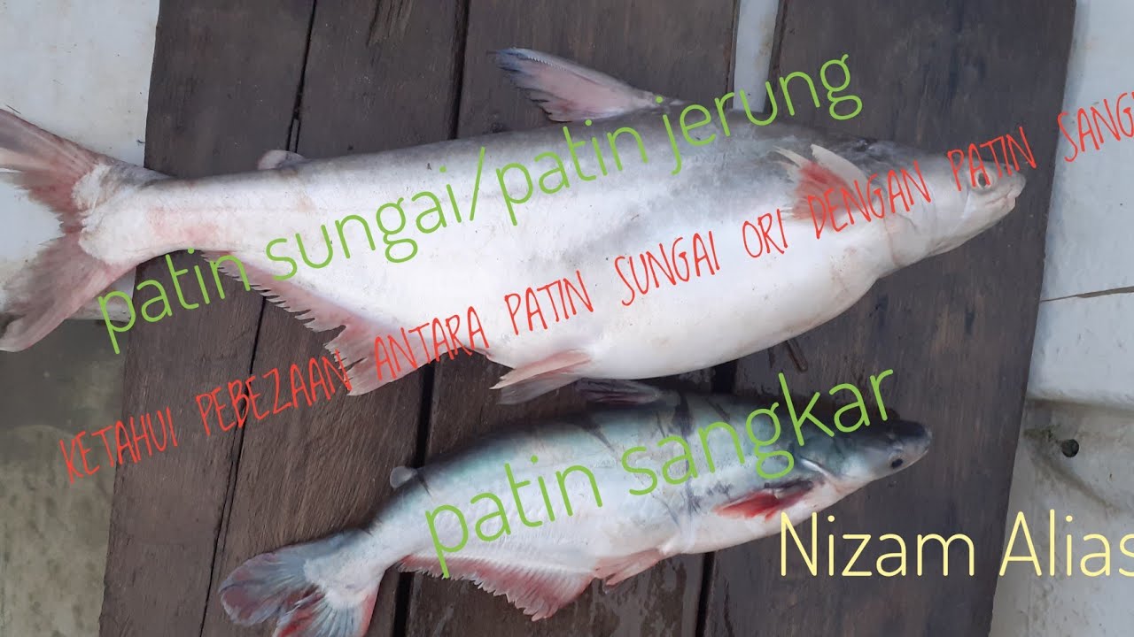 IKAN PATIN INI HARGANYA RM150.00 SEKILO...APA BEZANYA DENGAN PATIN LAIN