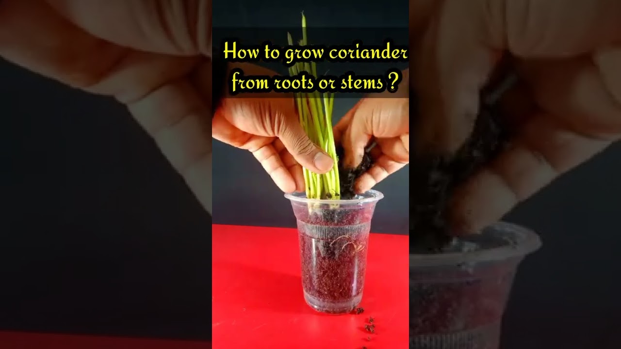 How to grow coriander from roots? #shorts