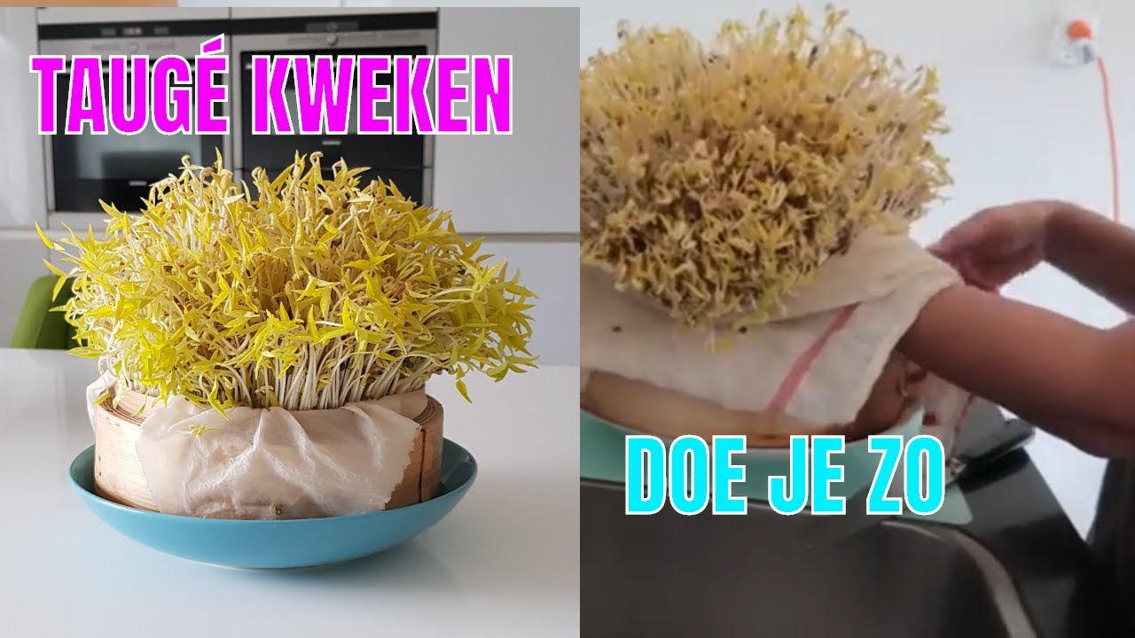 TAUGÉ KWEKEN DOE JE ZO || AIDA SMORE #DIY