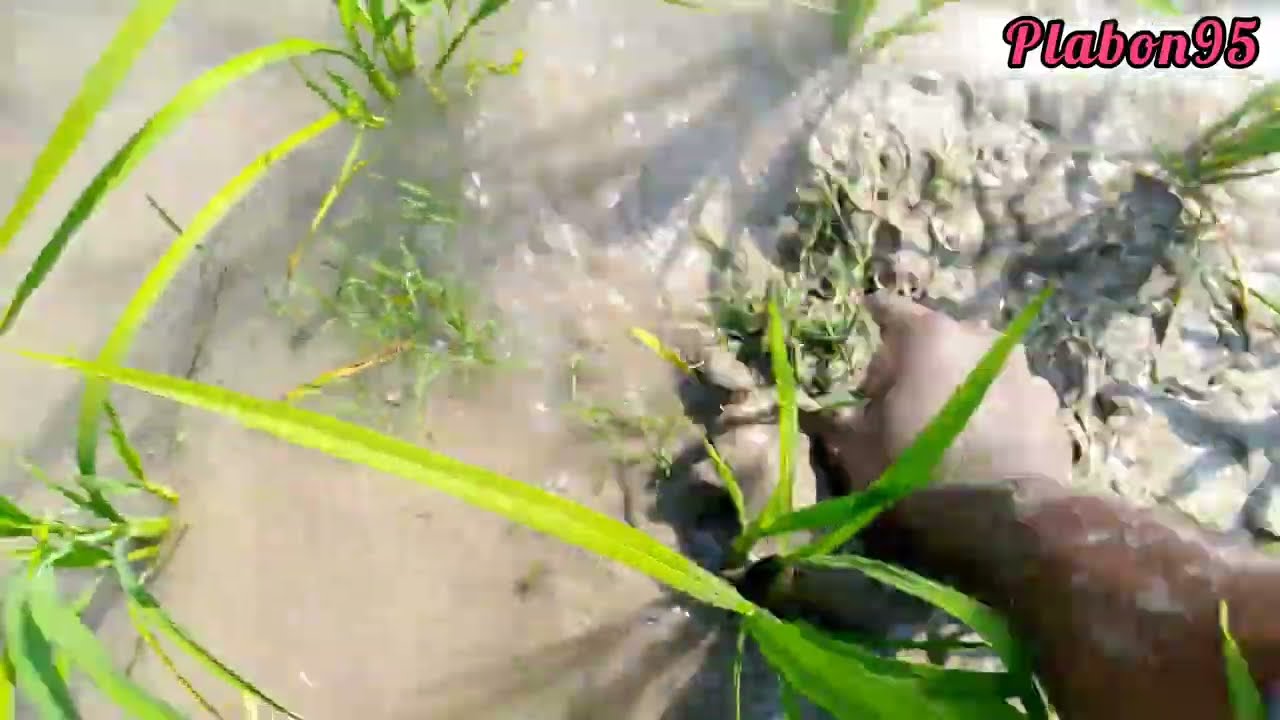 ✅There are many weeds in the land, I cleaned them 🌴🌴