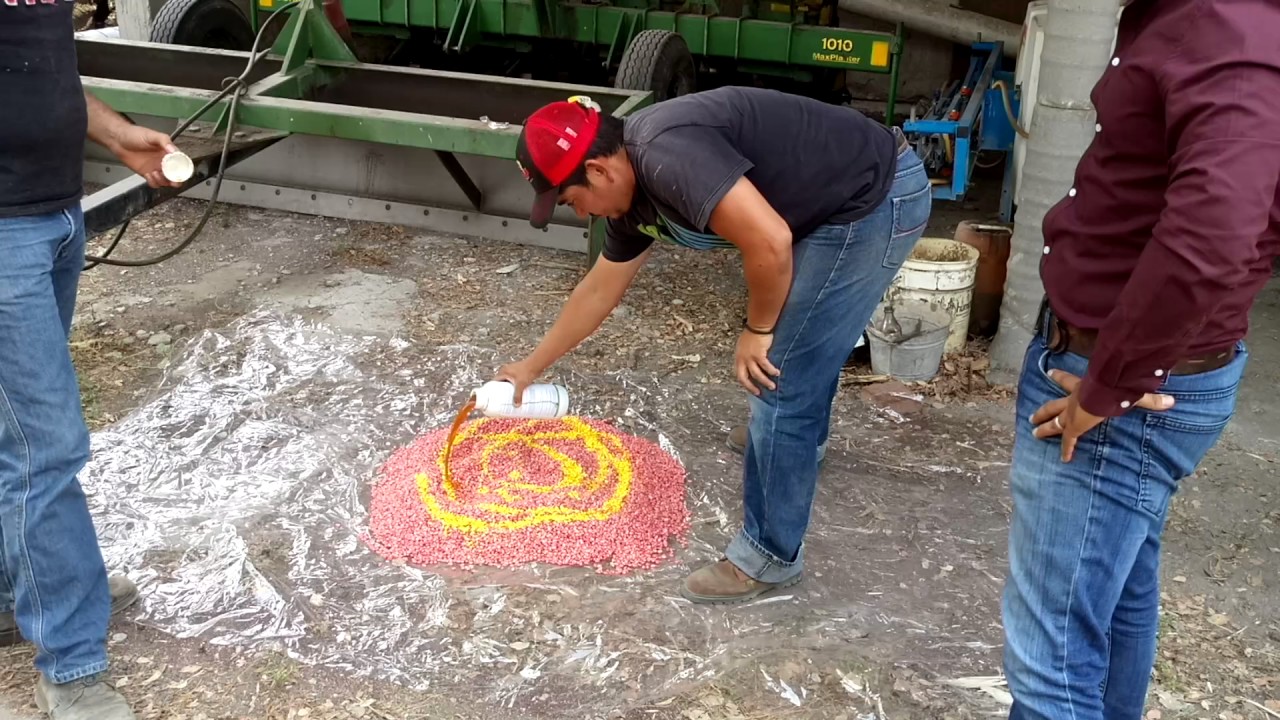 inoculacion de semilla sin herramienta