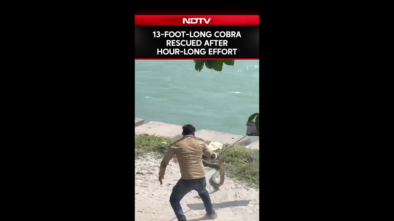 13-Foot-Long Cobra Rescued After Hour-Long Effort