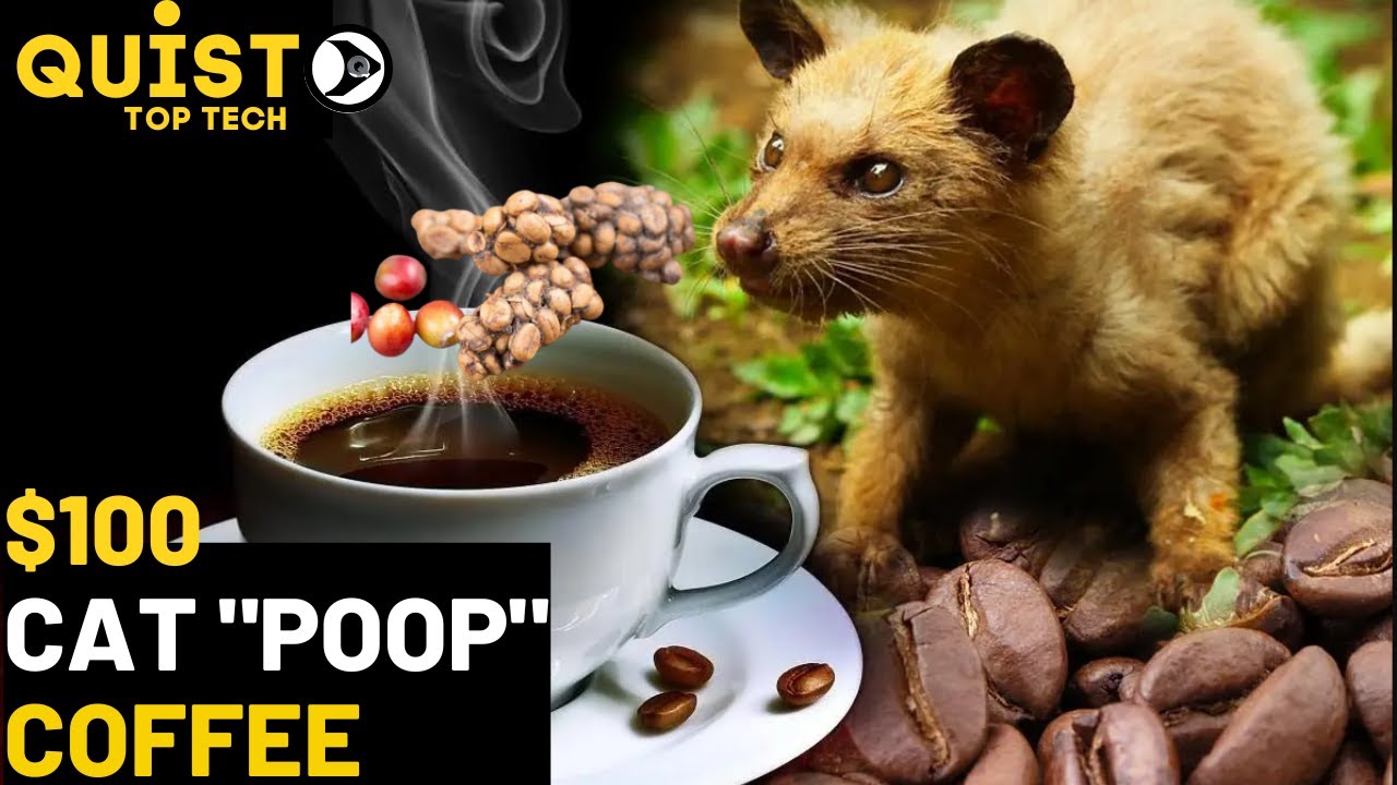 MEET THE MOST EXPENSIVE  COFFEE  IN THE WORLD. SECRETS REVEALED ABOUT KOPI LUWAK COFFEE