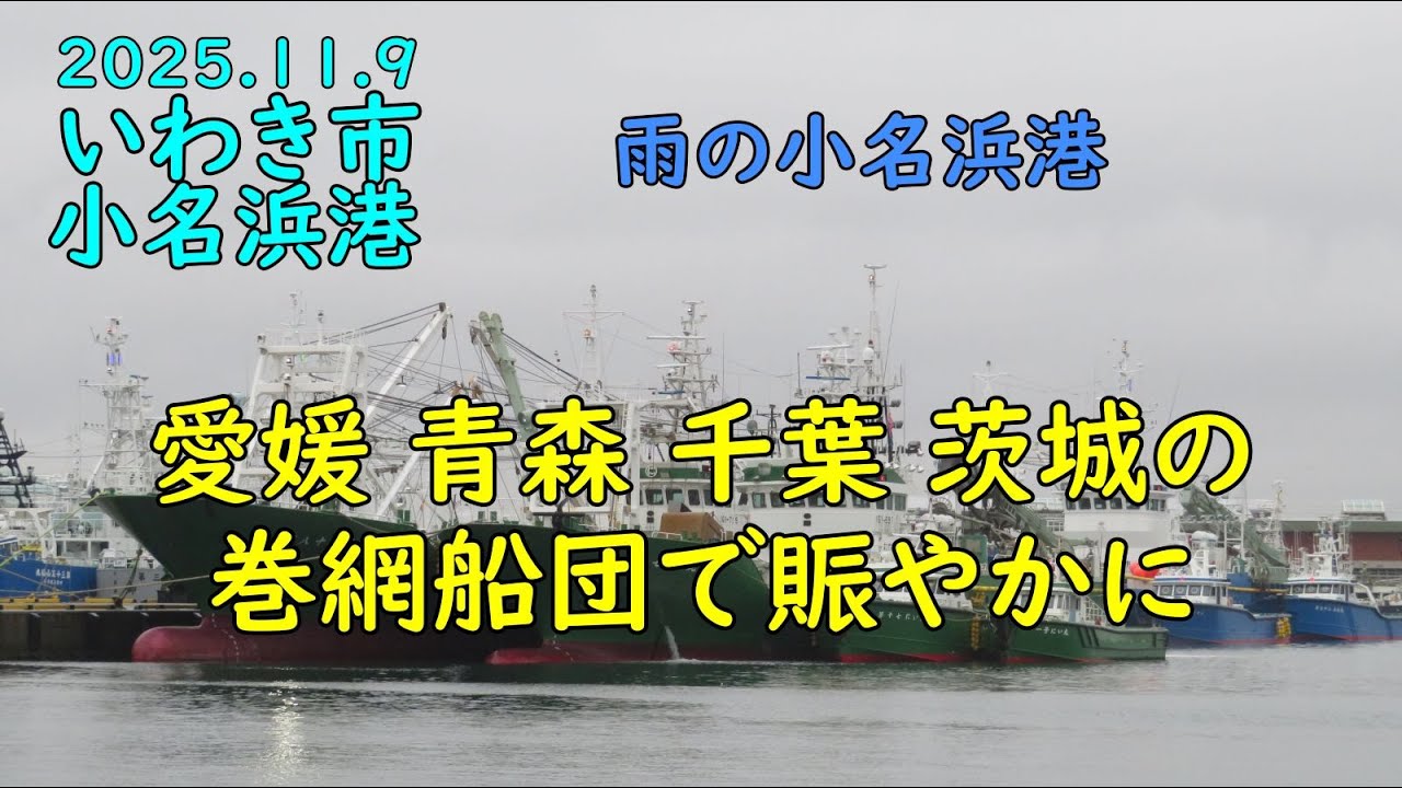 2025.11.9小名浜港 愛南町や八戸、神栖、銚子の各巻網船団、そして地元巻網船団で賑やかでした