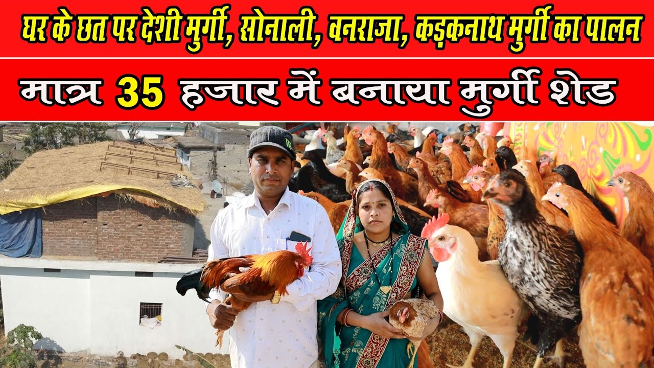 घर के छत पर देशी मुर्गी+सोनाली+वनराजा+कड़कनाथ मुर्गी पालन।। Ghar ke Chhat Par Deshi Murgi Palan