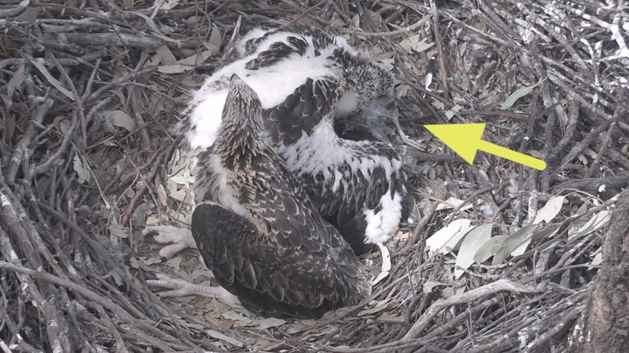 Small eaglet first time tries for self feeding before Mom arrives | Sea-EagleCAM | Sep 26, 2025