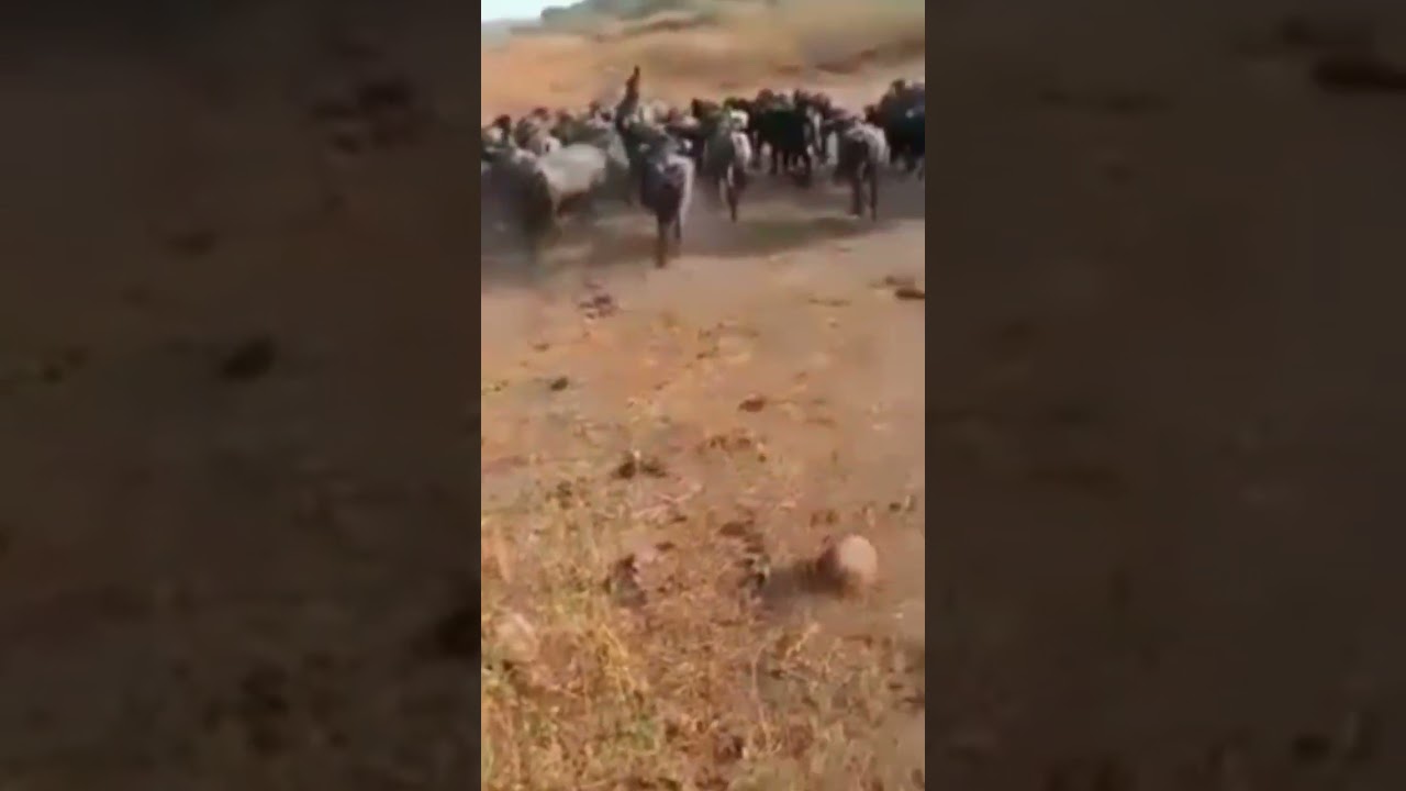 #top10 #vairalvideo #ram #subscribe #animals #gandigir #shortvideo #cow #girgay