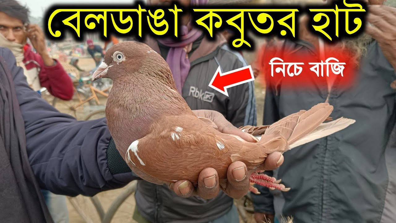 কবুতর হাট ২০২৪ | Beldanga Hat Murshidabad | Beldanga Pigeon Market 🕊@IndianPigeonsSale