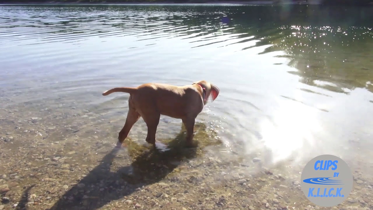 Family dog - Magyar Vizsla - der perfekte Familienhund