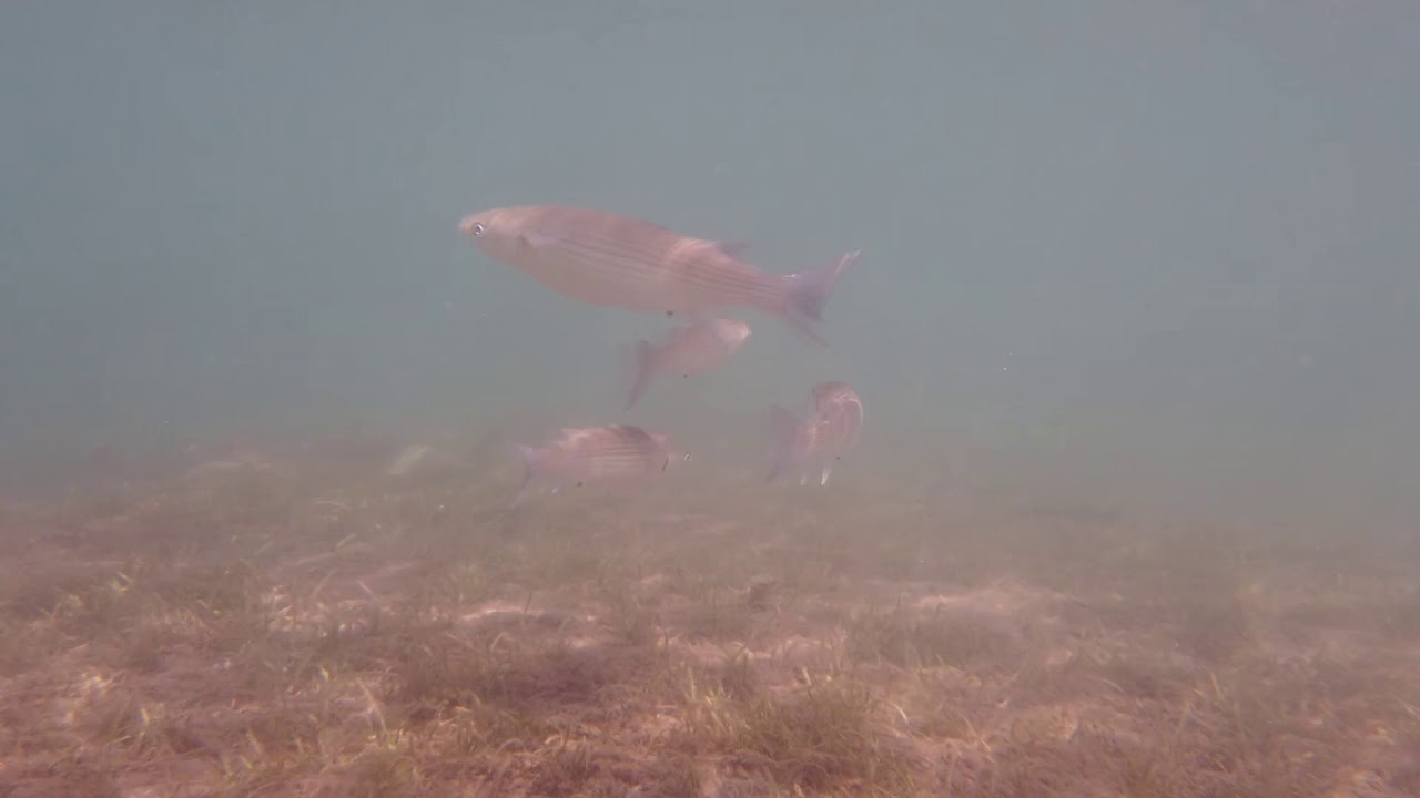 Poissons En Méditerranée