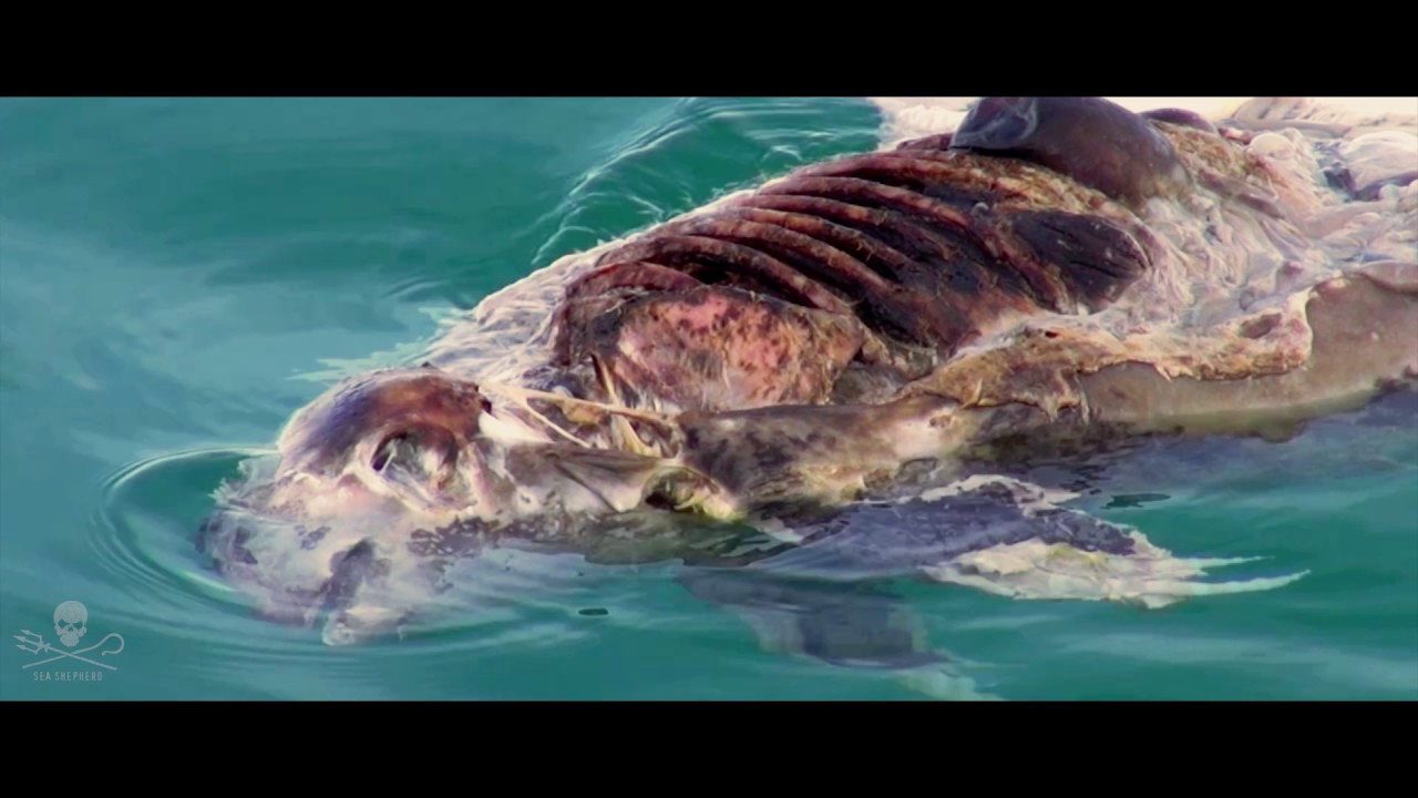 Operation Milagro III: The Endangered Vaquita Porpoise