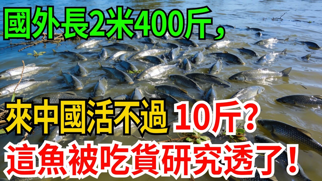 國外長2米400斤，來中國活不過10斤？這入侵魚被中國吃貨安排得明明白白！【觀勢經緯】#科普#世界之最 #出類拔萃 #top10#尼羅河鱸魚 #生物入侵 #中國吃貨 #路亞釣魚 #生態保護