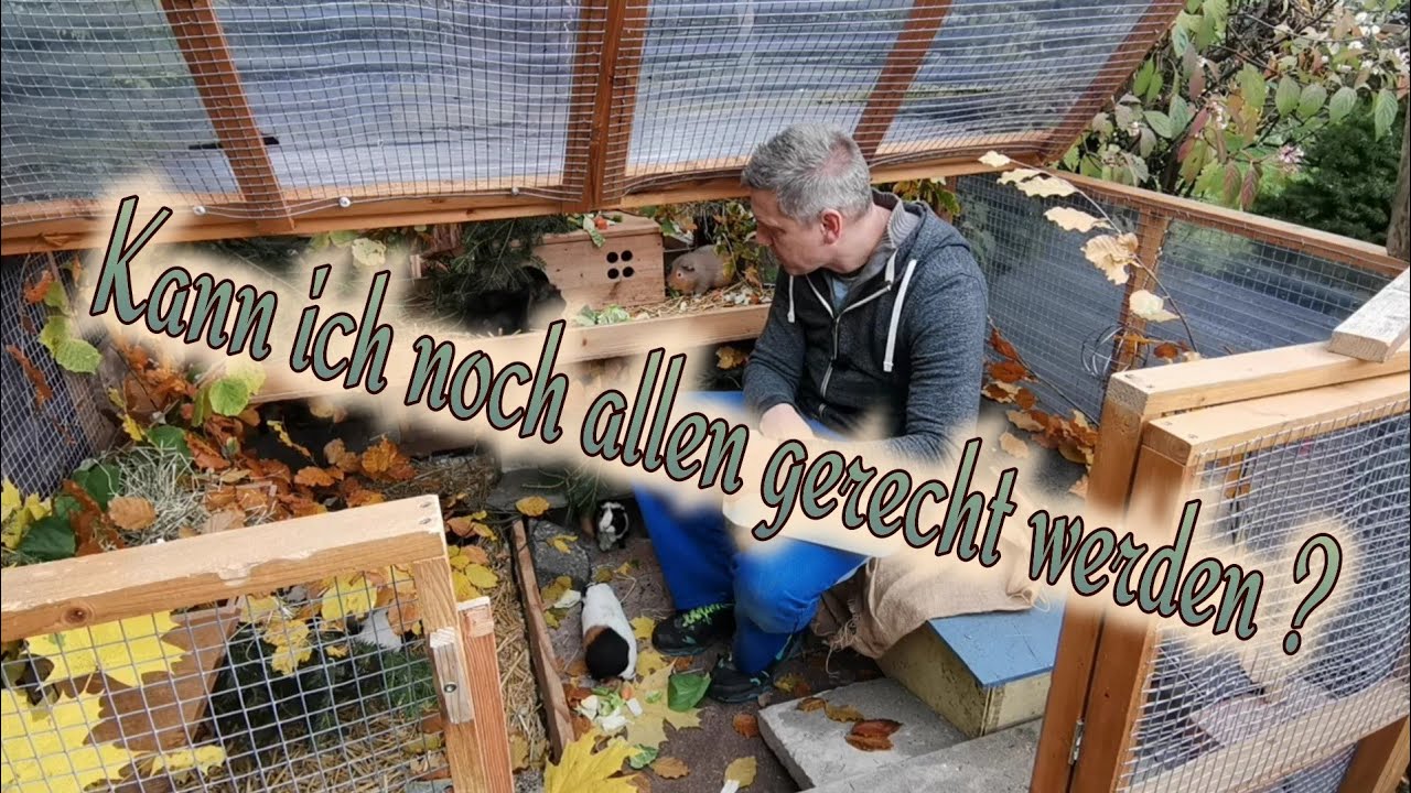Unglückliche Meerschweinchen ? - Die Mädels wollen Gleichbehandlung u. sprechen Klartext