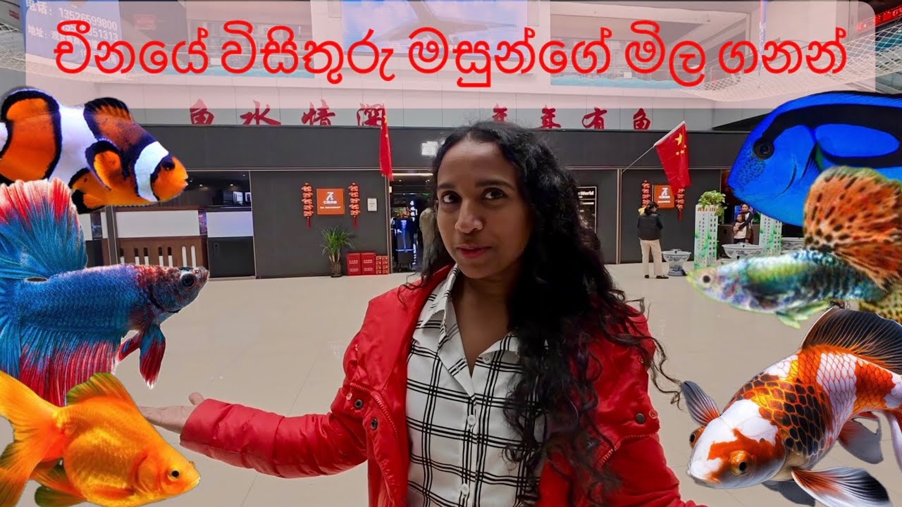 Aquarium fish prices|මාළුන්ගේ ගනන් #fishlover #aquariumfish #srilanka #petlover @Thirdeyememories
