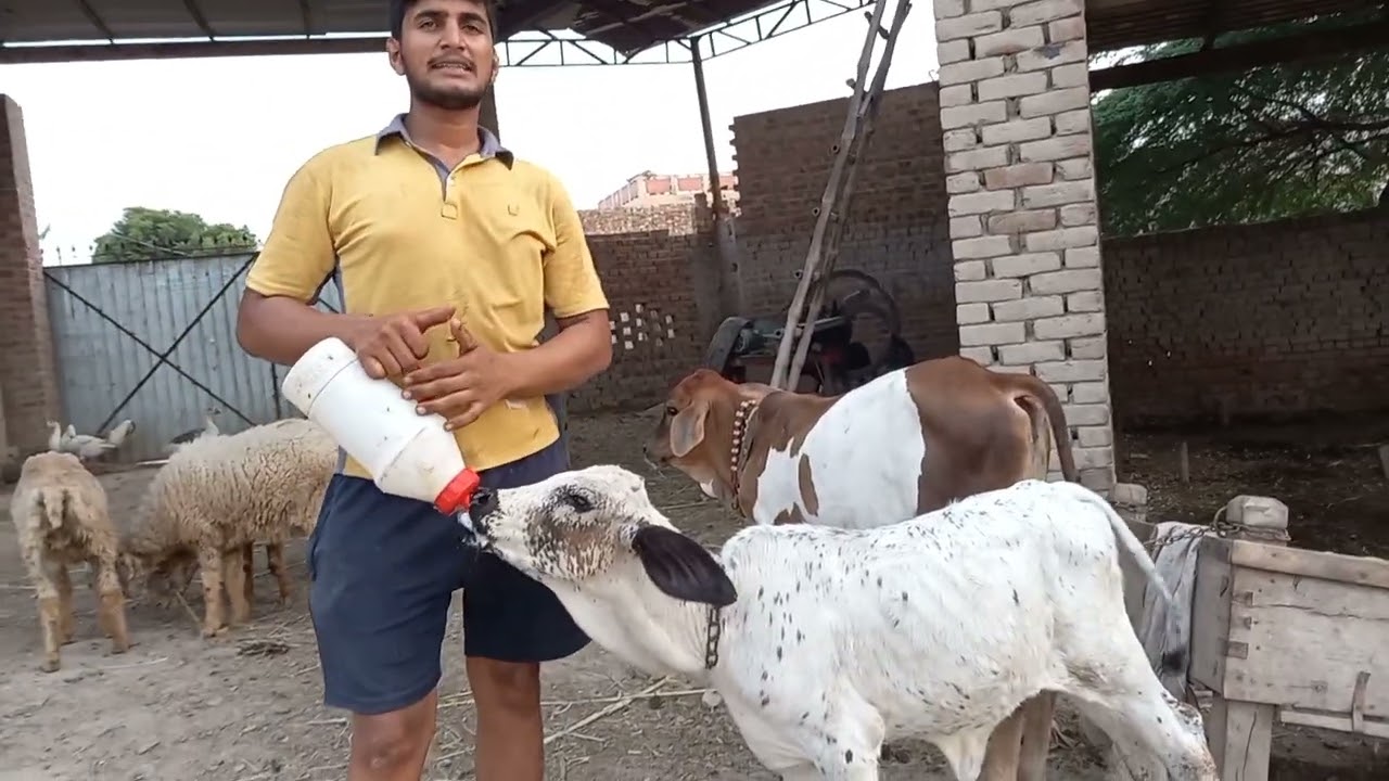 gay ke bacche ko paalne Ka behtarin Tarika aur gay ke bacche ko Kitna dudh pilana chahie