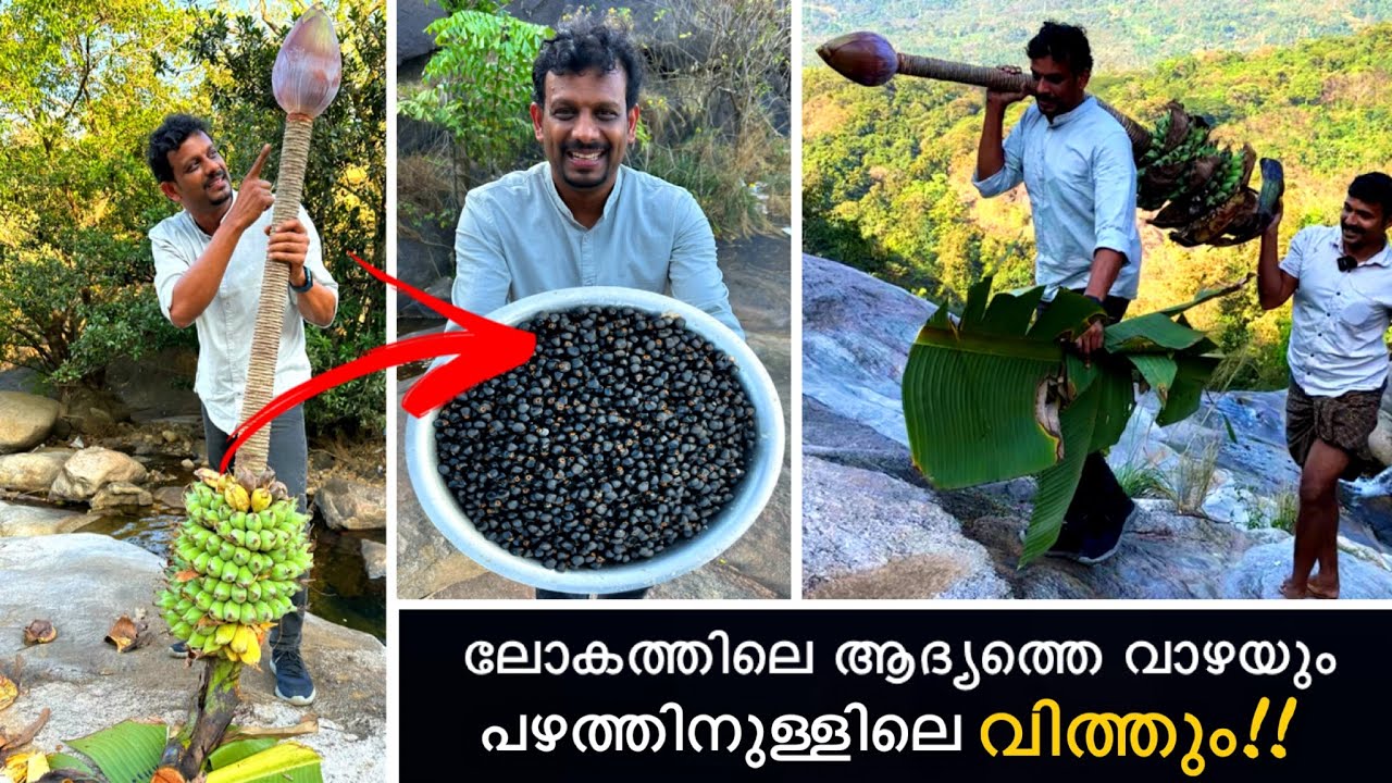 ലോകത്തിലെ ആദ്യത്തെ വാഴയും വാഴകളുടെ രാജാവുമായ കാട്ട് വാഴ കുലച്ചത് കണ്ടിട്ടുണ്ടോ?  Kallu Vazha