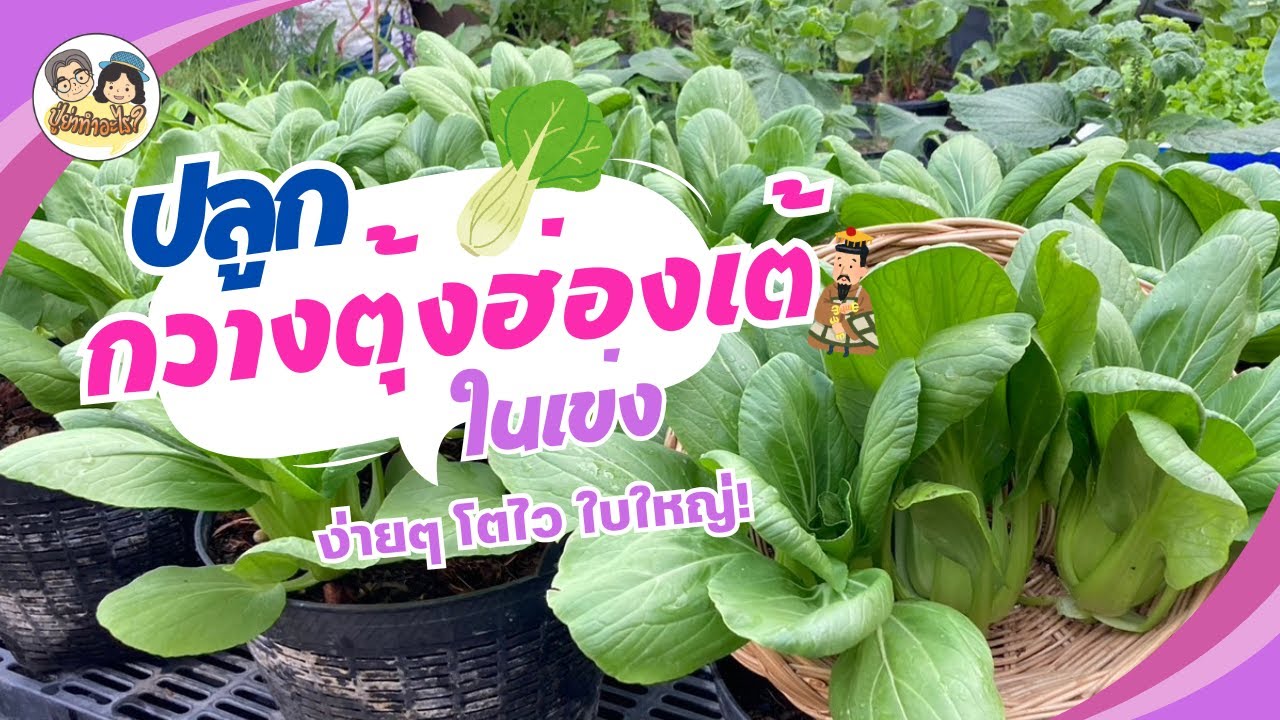 ปลูกกวางตุ้งฮ่องเต้ในเข่งง่ายๆ โตไว ใบใหญ่! #ย่าปลูกอะไร EP139
