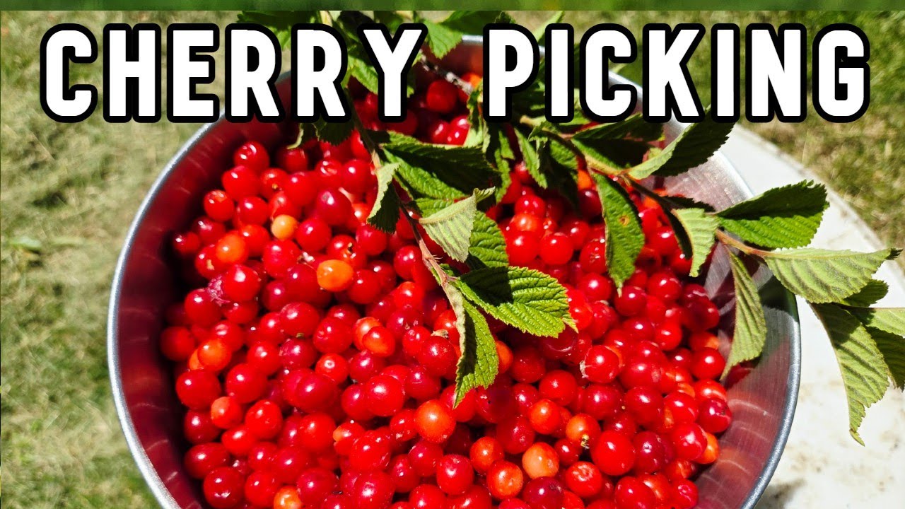 Easy nanking cherry picking