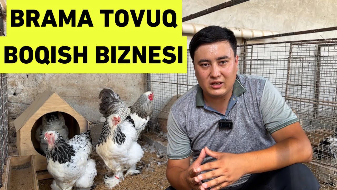 DEKARATIV TOVUQ BOQISH BIZNESI