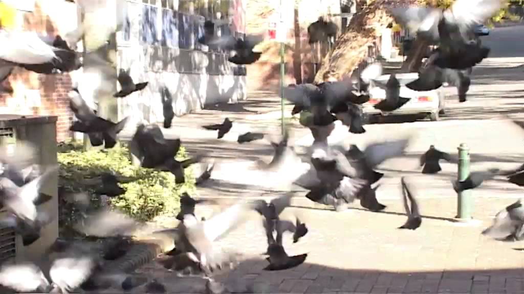 Dean Palmer - Another Every Other