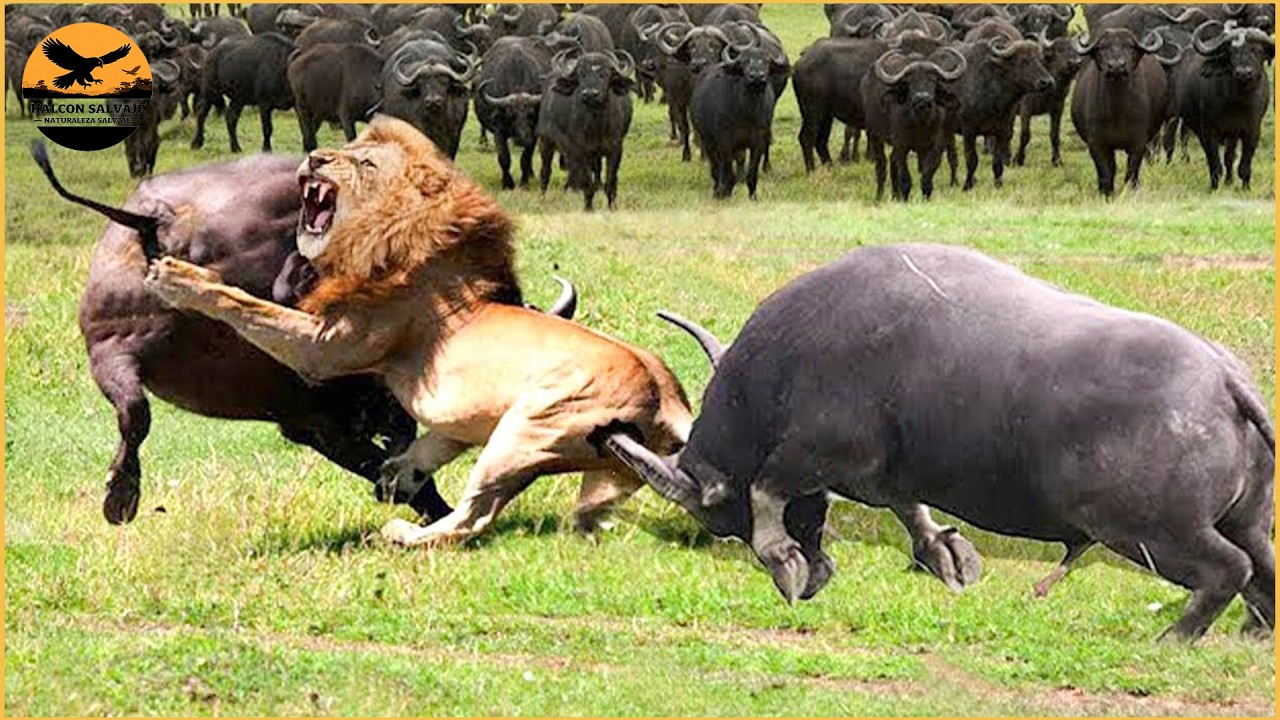 El Fracaso M&aacute;s Despiadado En La Caza De Leones Captado Por La C&aacute;mara | Mundo Animal