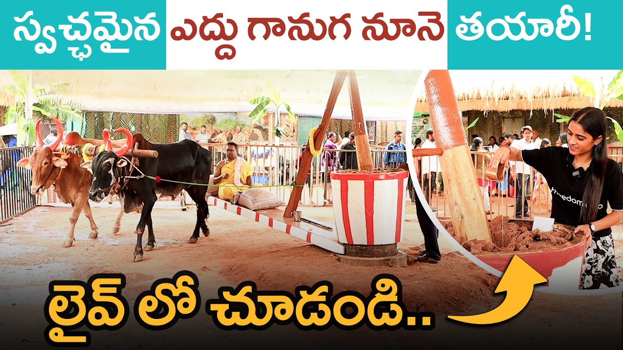 Traditional Method Oil Making in Telugu | Bull Driven Oil Mill | Health Benefits of Bull Driven Oil