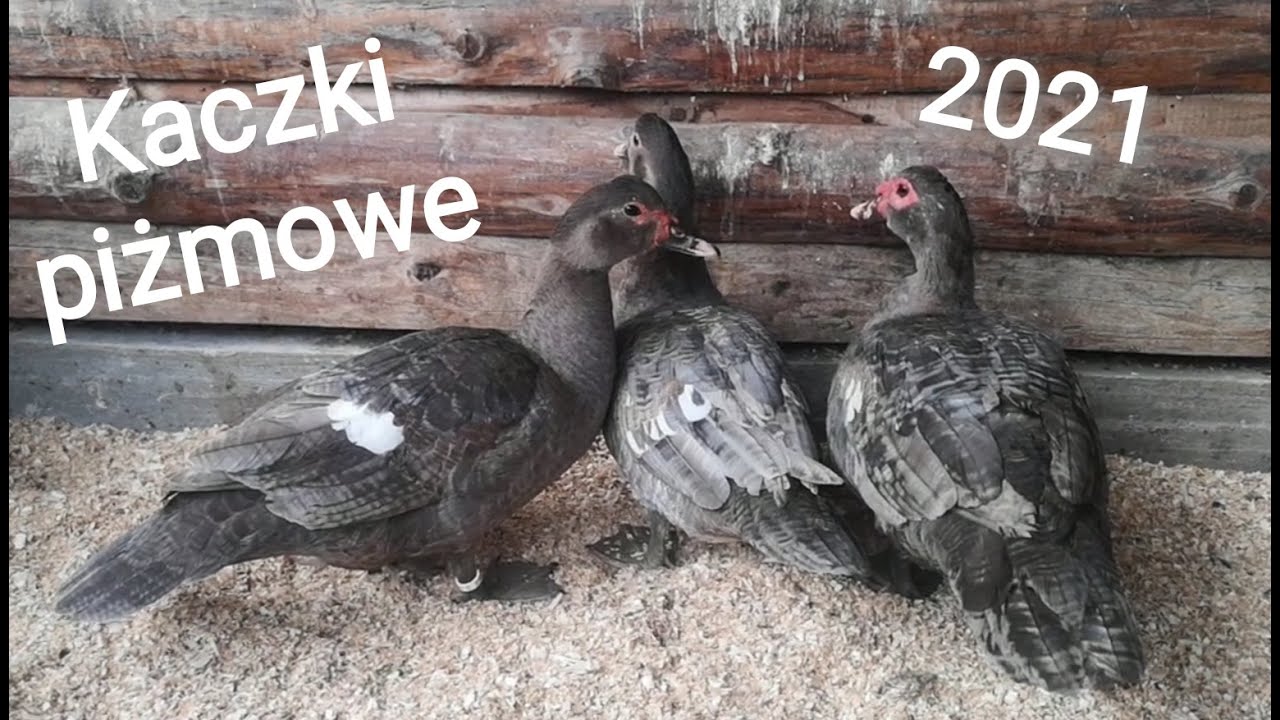 Kaczki piżmowe prążkowane i jastrzębiato-prążkowane / Muscovy ducks ripple and looney