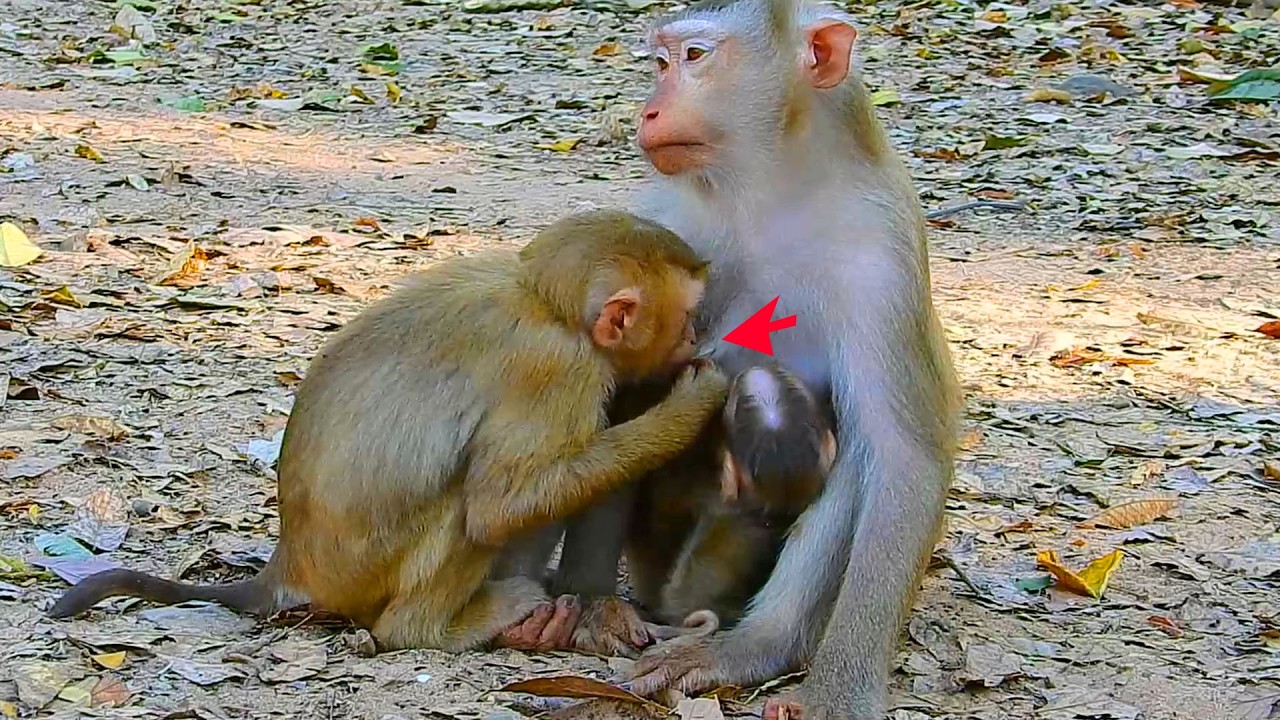 Is Lexi sharing milk together with newborn Lucan? Newborn Lucan feels uncomfortable with sister Lexi
