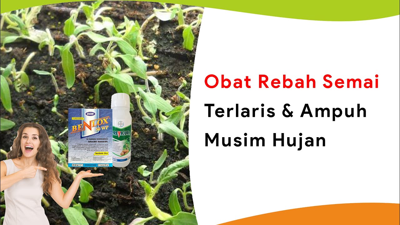 5 Obat Rebah Semai, Paling Laris dan Ampuh di Musim Hujan