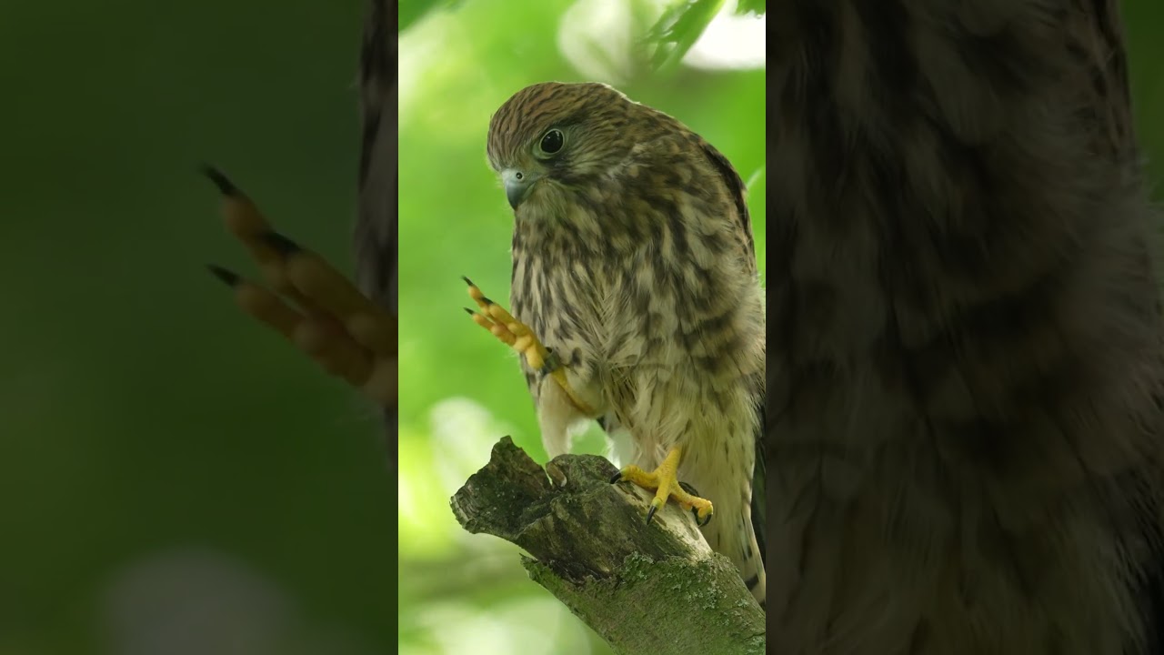 Kestrel's first flight #kestrel #discoverwildlife #robertefuller