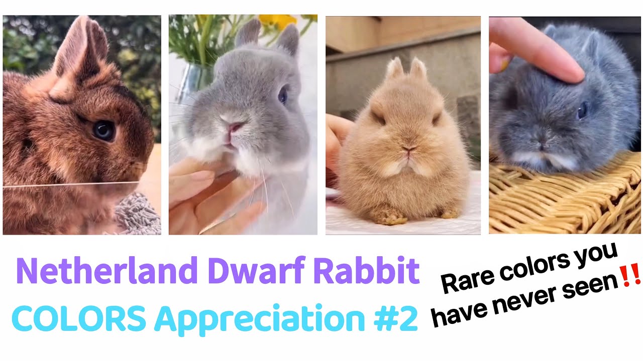 Netherland Dwarf Rabbit COLORS Compilation#2 | Size, Baby & Full Grown. Funny Cute Bunny Eating
