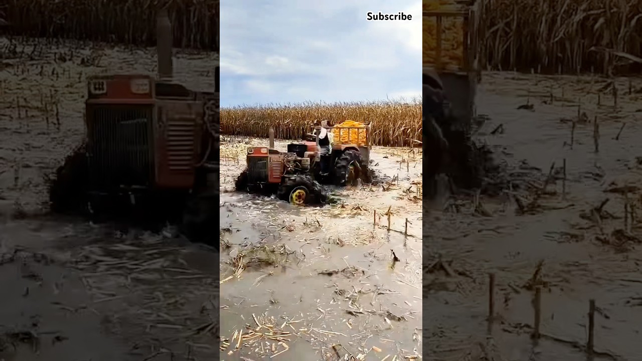 Amphibious tractor to harvest corn in flood #shorts