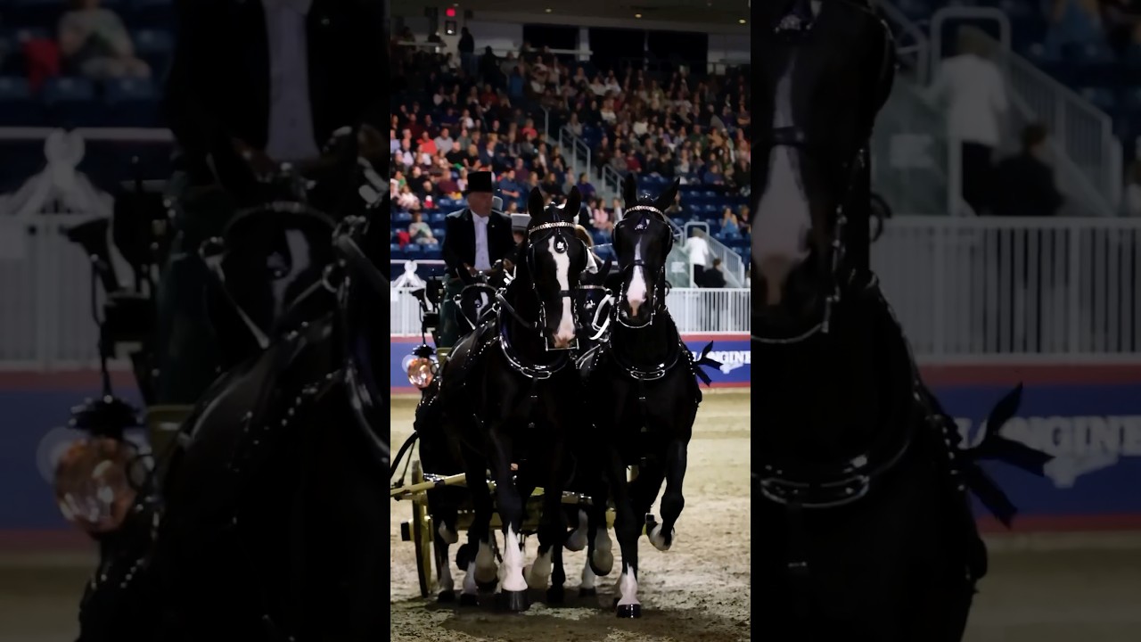 The Dutch Harness Horses 😍#horse #harnesshorses #equestrian
