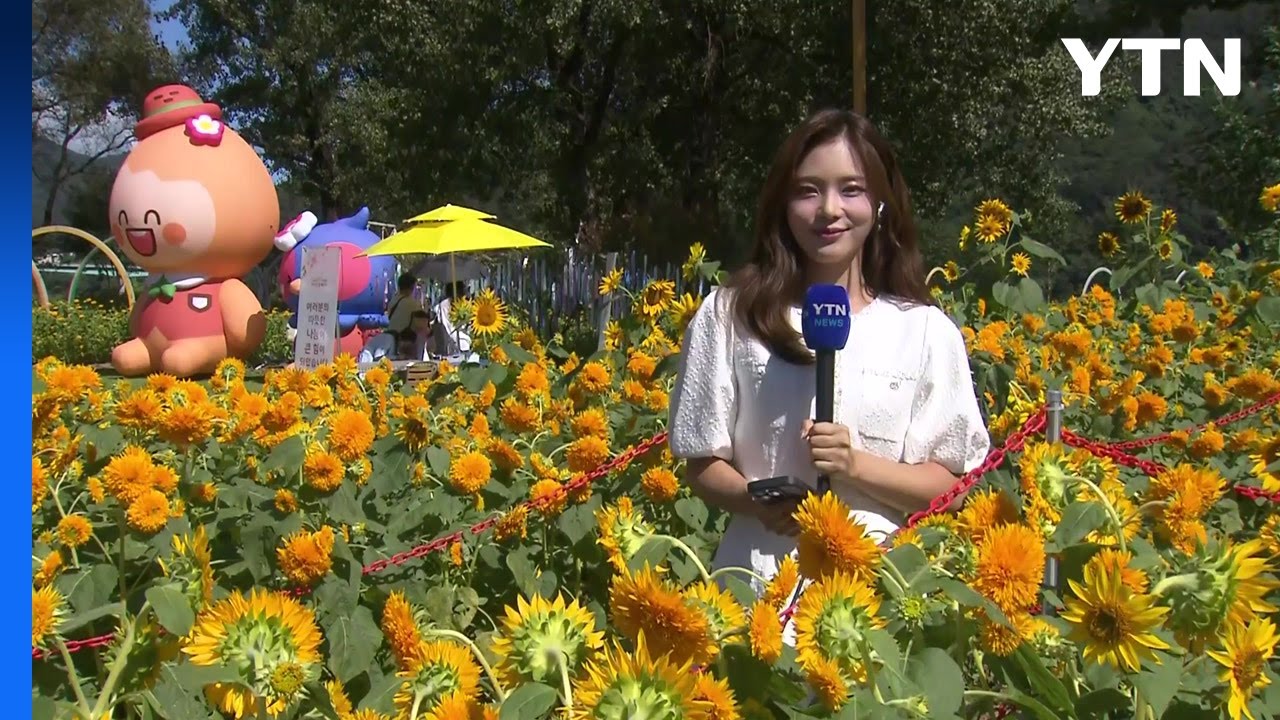 가을 색으로 물든 자라섬...꽃 페스타, 시민 '발길' / YTN
