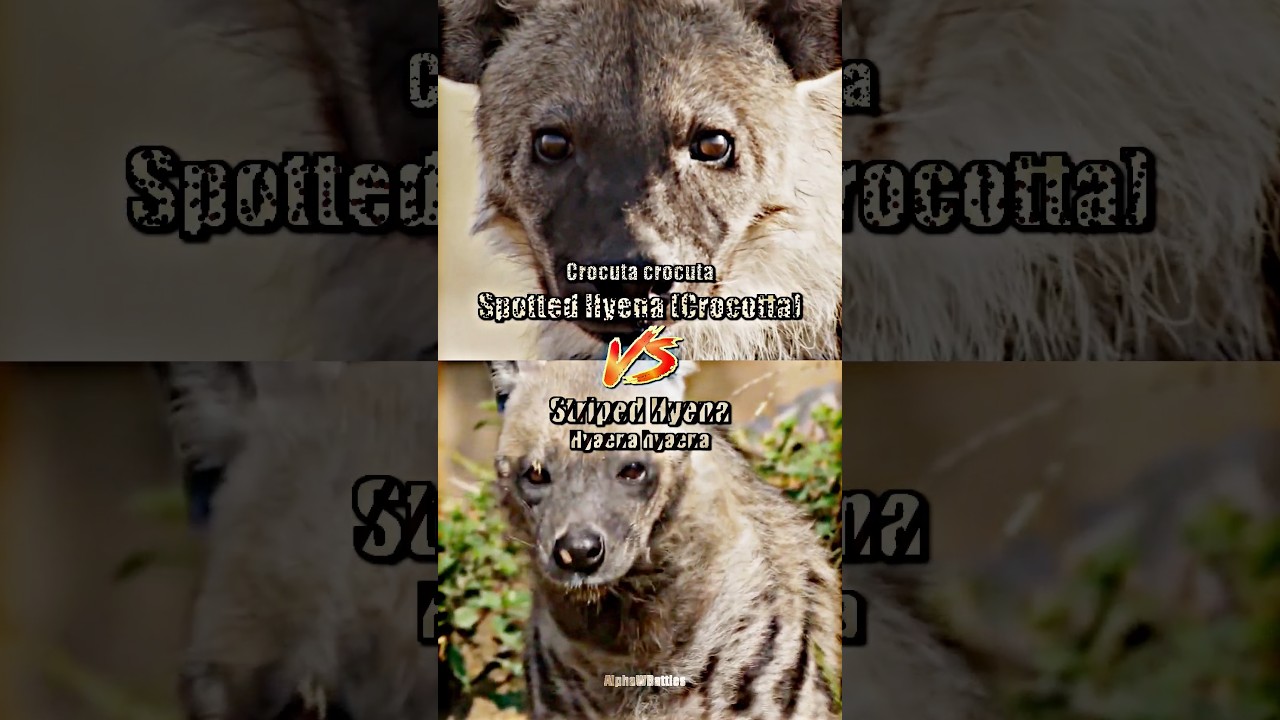 Spotted Hyena vs Striped Hyena #wis #hyena #spottedhyena #stripedhyena #wildlife